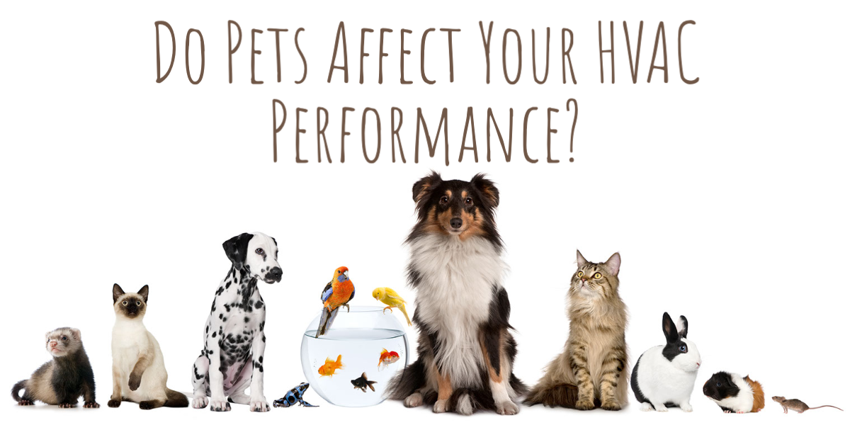 Do-Pets-Affect-Your-HVAC-Perfomance